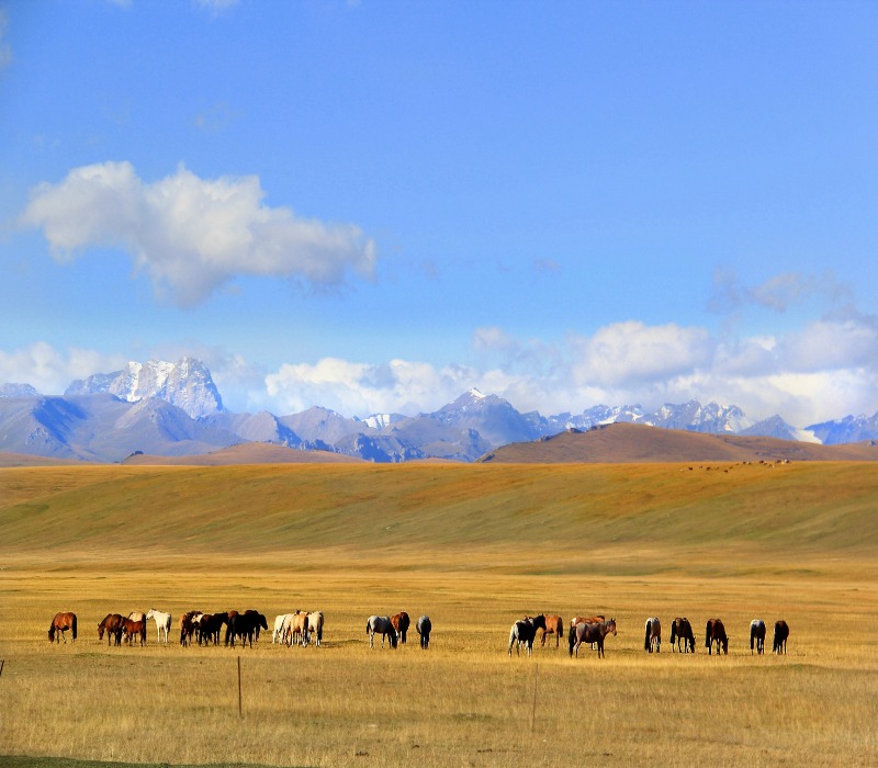 Vast golden steppe with gentle rolling hills and distant horizons.