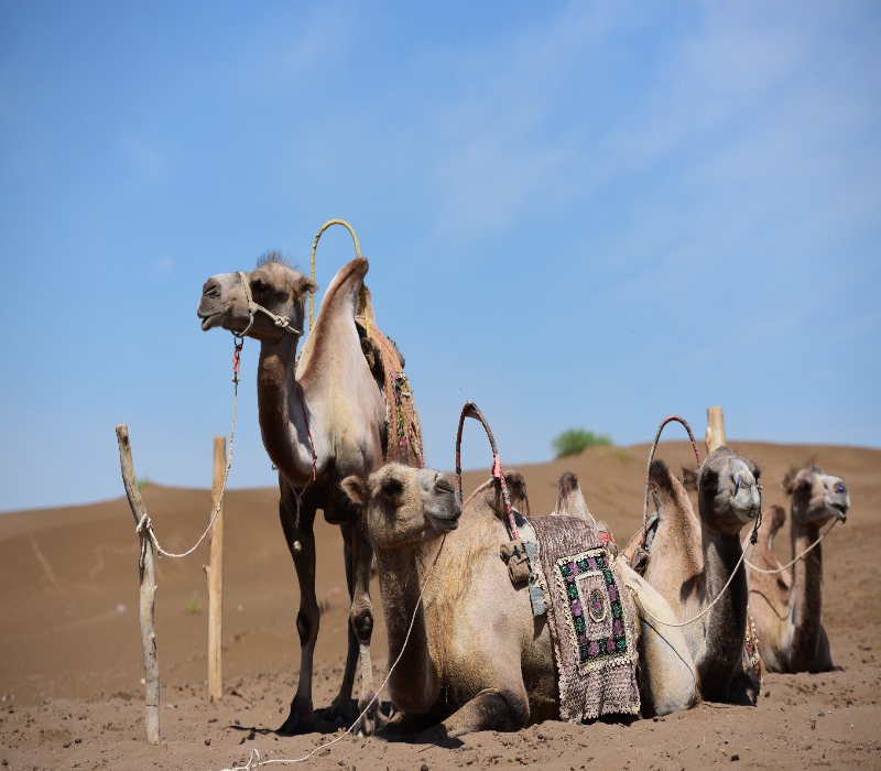 Camel caravan in the dunes of Xinjiang
